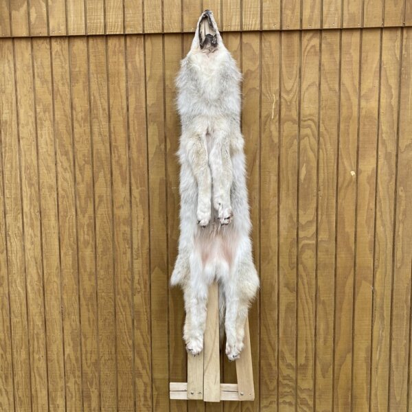 IMG_4943+2 Timber Wolf Hide SQ4635P20