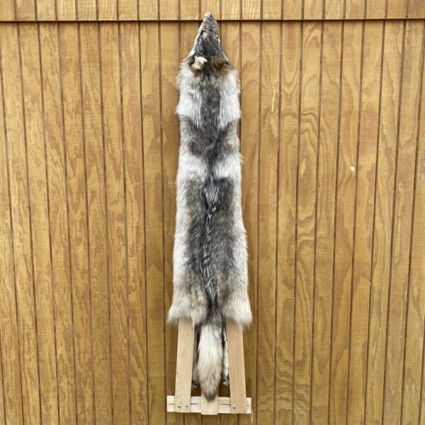 IMG_4949+3 Timber Wolf Hide SQ8408P23
