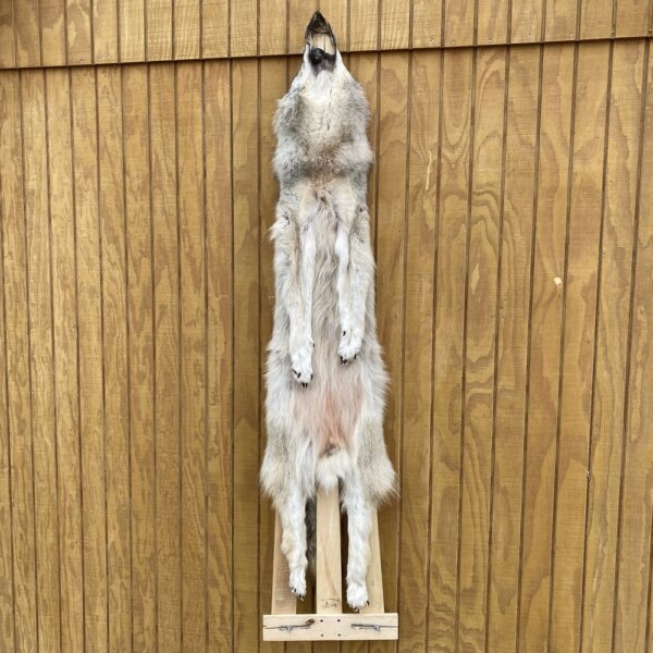 IMG_4950+3 Timber Wolf Hide SQ8408P23