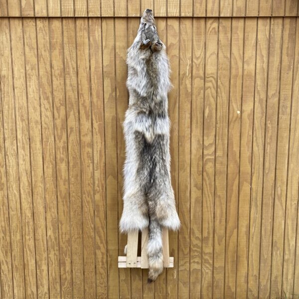 IMG_4953+3 Timber Wolf Hide SQ3577P24
