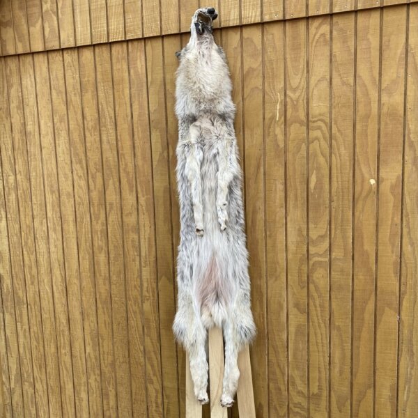IMG_4958+3 Timber Wolf Hide SQ5767P26