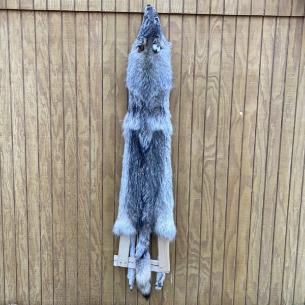 IMG_4959+3 Timber Wolf Hide SQ1033P27
