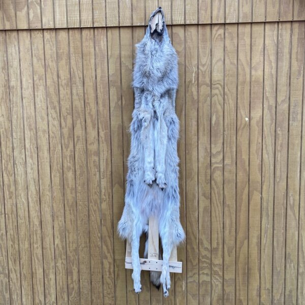 IMG_4960+3 Timber Wolf Hide SQ1033P27