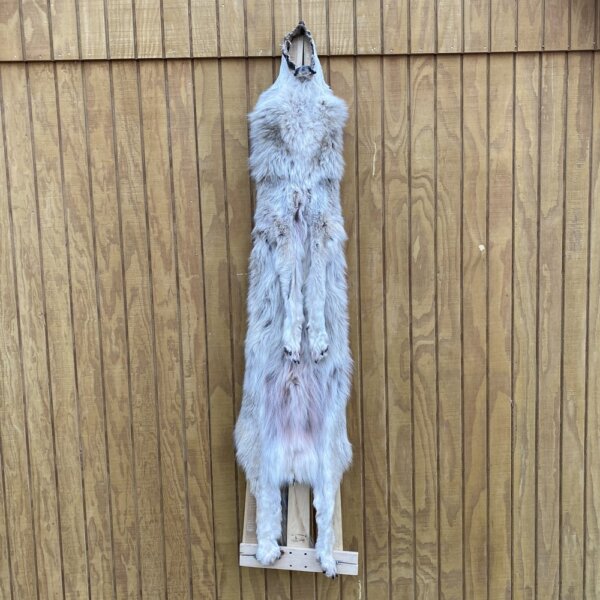 IMG_4968+3 Timber Wolf Hide SQ2238P30