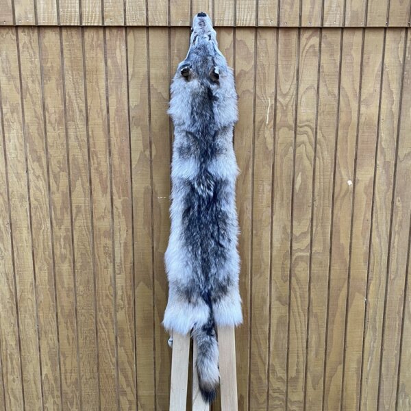 IMG_4969+3 Timber Wolf Hide SQ6175P31