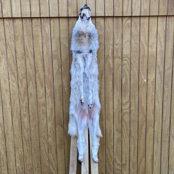 IMG_4970+3 Timber Wolf Hide SQ6175P31