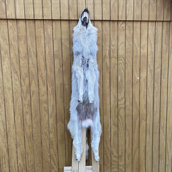 Timber Wolf Hide SQ4813p33