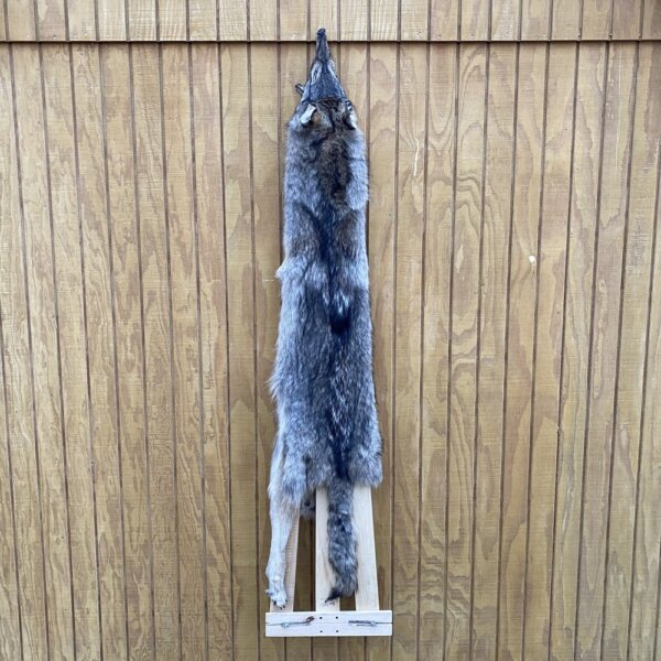 IMG_4975+3 Timber Wolf Hide SQ0583p34