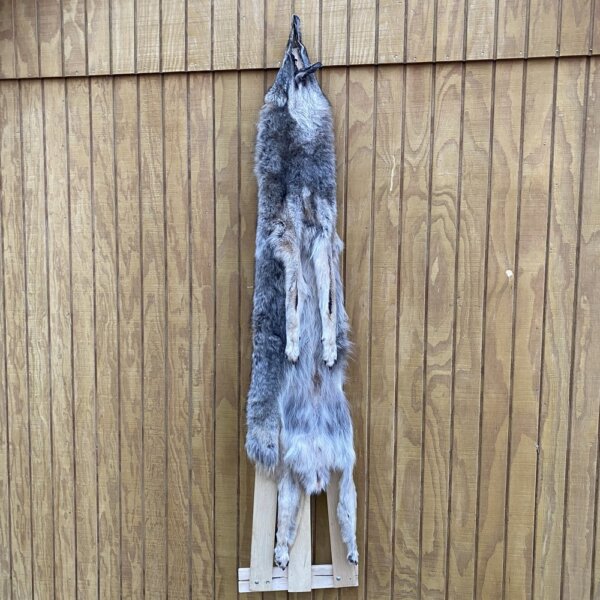 IMG_4976+3 Timber Wolf Hide SQ0583p34