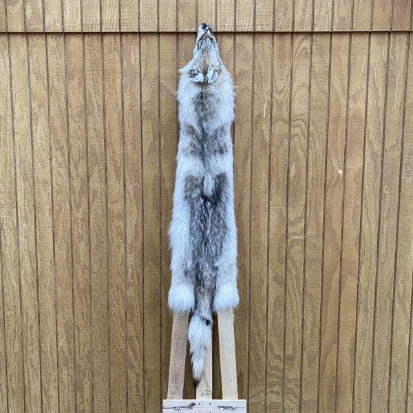 IMG_4977+3 Timber Wolf Hide SQ2010p36