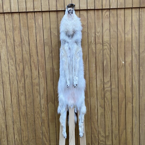IMG_4978+3 Timber Wolf Hide SQ2010p36