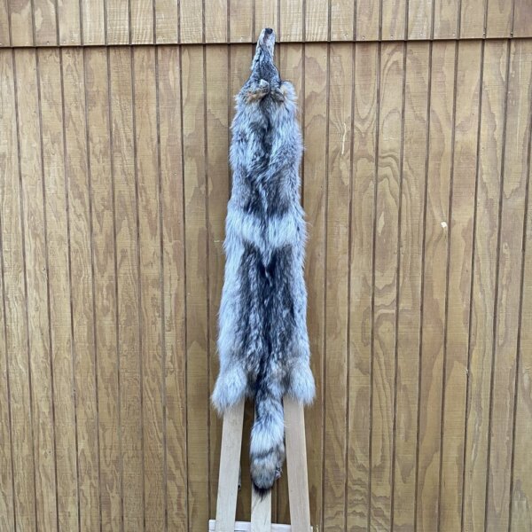 IMG_4981+3 Timber Wolf Hide SQ1050p38