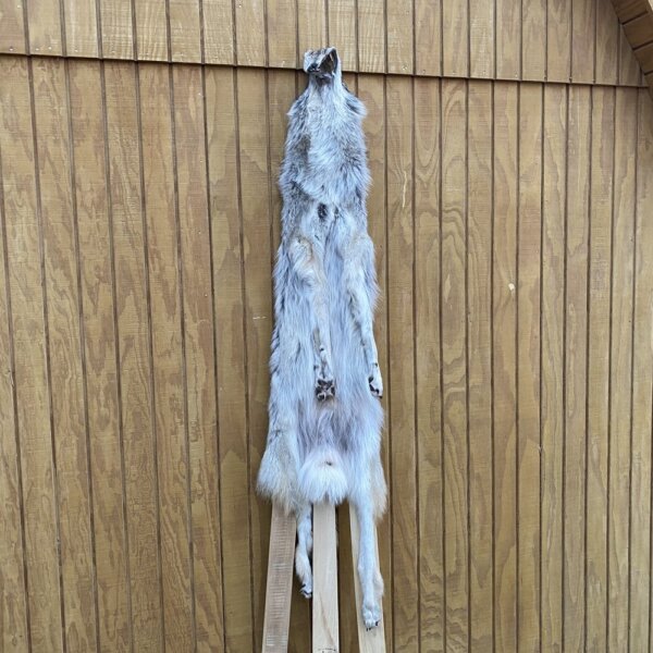 IMG_4982+3 Timber Wolf Hide SQ1050p38