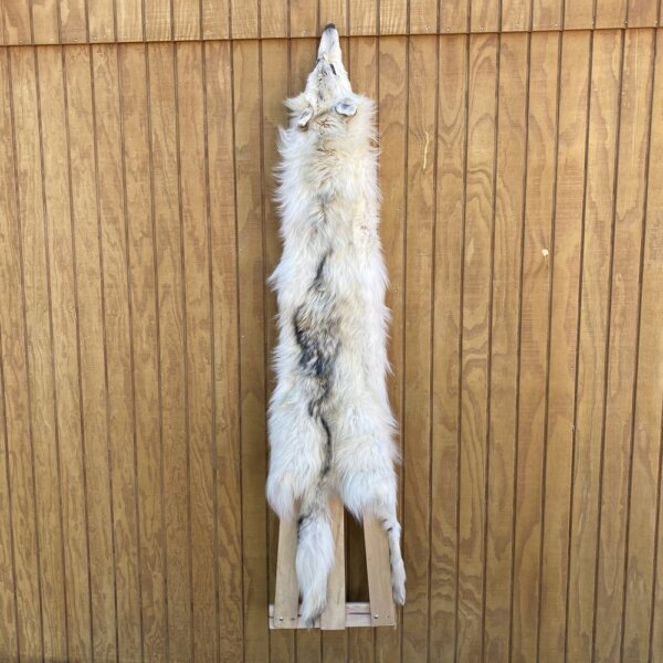 IMG_4983 Timber Wolf Hide SQ2108p39