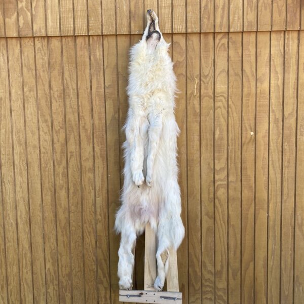 IMG_4984 Timber Wolf Hide SQ2108p39