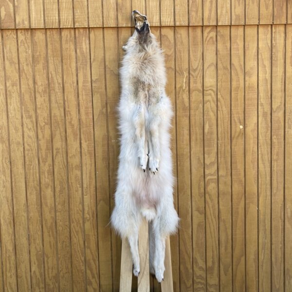 IMG_4986 Timber Wolf Hide SQ7205p40