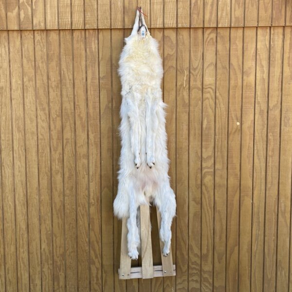 IMG_4988 Timber Wolf Hide SQ2041p41