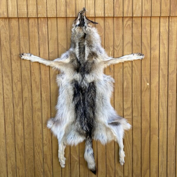 IMG_5005 Timber Wolf Hide SQ2185p43