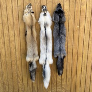 Fox Taxidermy