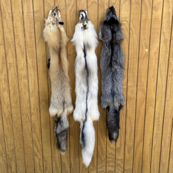 Fox Taxidermy