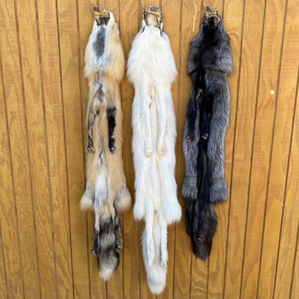 Fox Taxidermy