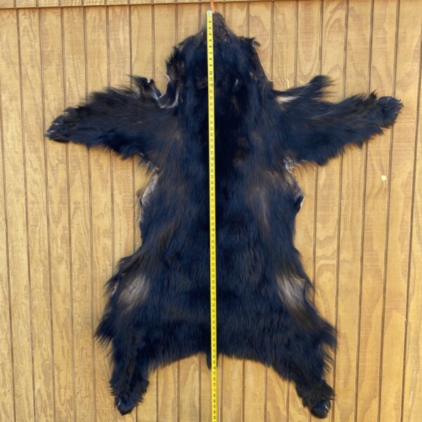 Black Bear Hide SQ6501p1