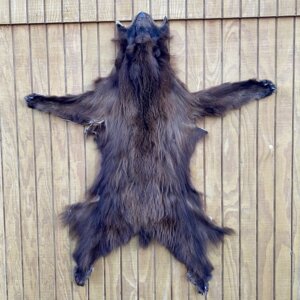Black Bear Hide SQ1155p6