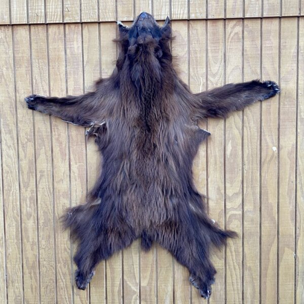 Black Bear Hide SQ1155p6