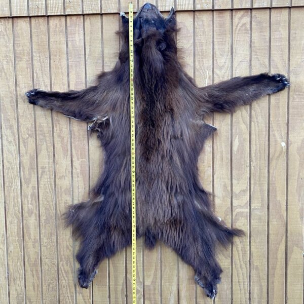 Black Bear Hide SQ1155p6