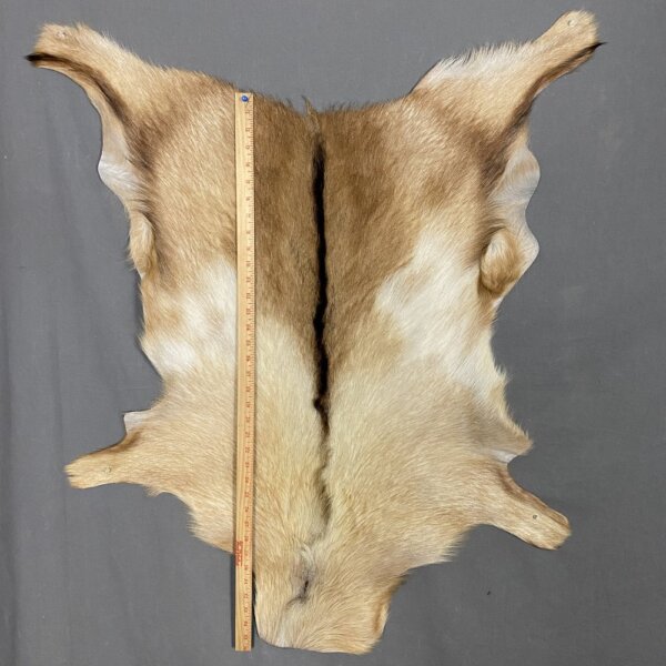 IMG_5533 Goat Hide SQ5713