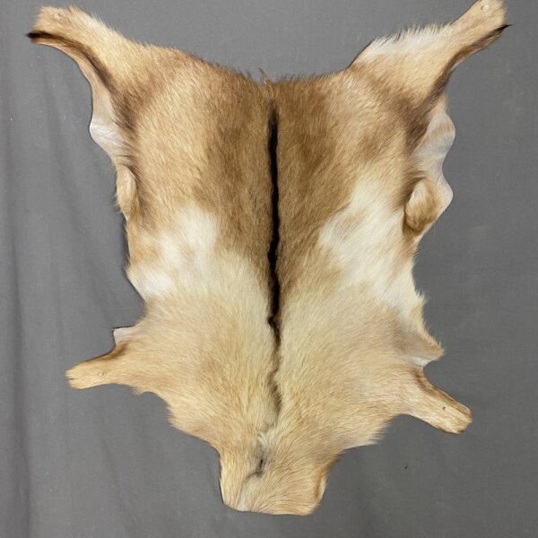 IMG_5535 Goat Hide SQ5713