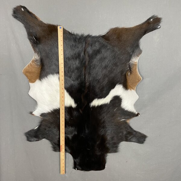 IMG_5670 Goat Hide SQ1354