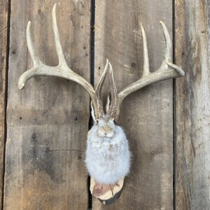 Jackalope Mount SQ1437