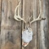 Jackalope Mount SQ1437