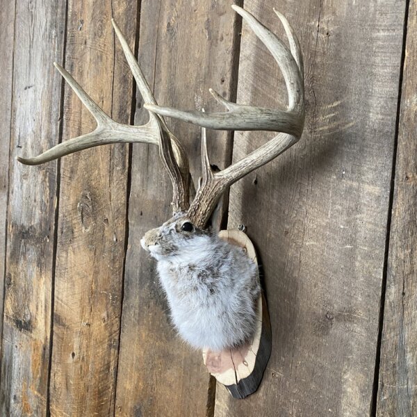 Jackalope Mount SQ1437