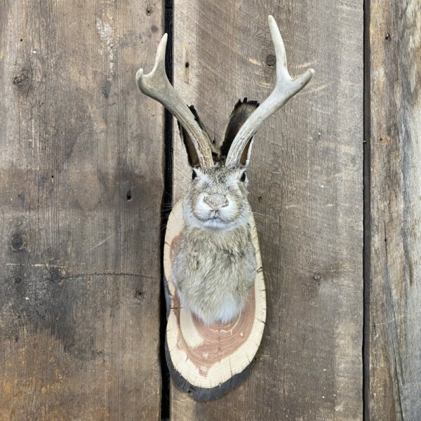 IMG_6620 Jackalope Mount SQ0247