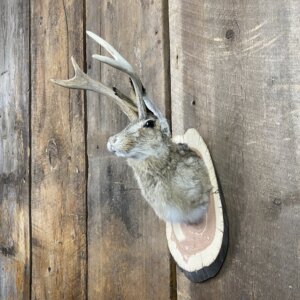 Jackalope Mount SQ0247