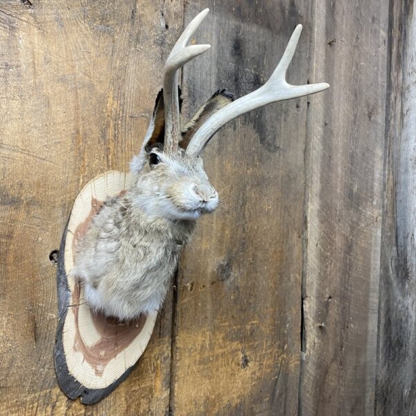 IMG_6633 Jackalope Mount SQ0247