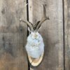 Jackalope Mount SQ2355