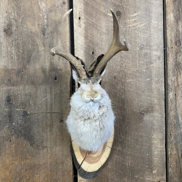IMG_6646+2 Jackalope Mount SQ2355