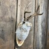 Jackalope Mount SQ2355