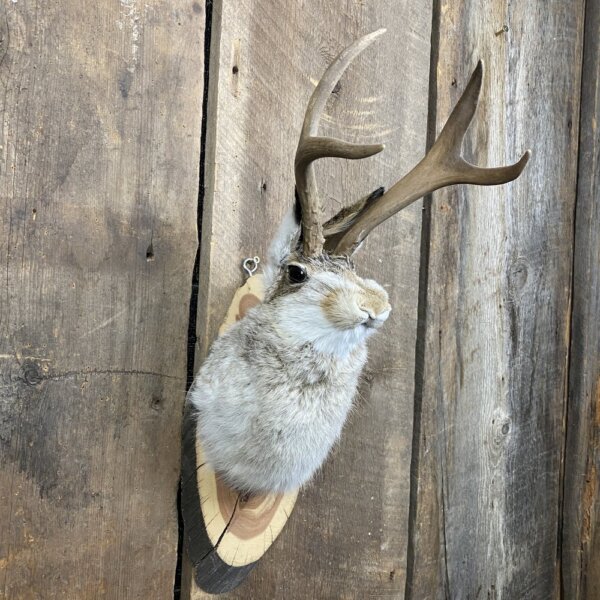 IMG_6651+2 Jackalope Mount SQ2355