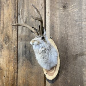 Jackalope Mount SQ2355