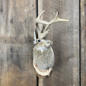 Jackalope Mount (Head Turned) SQ4850