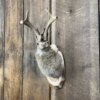 Jackalope Mount (Head Turned) SQ4850