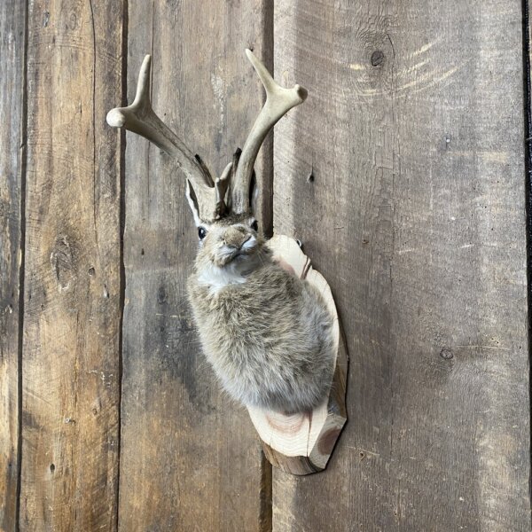 Jackalope Mount (Head Turned) SQ4850