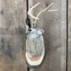 Jackalope Mount (Head Turned) SQ3707