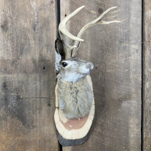 Jackalope Mount (Head Turned) SQ3707