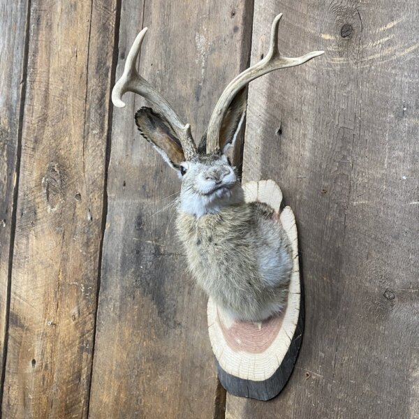 IMG_6695+2 Jackalope Mount (Head Turned) SQ3707