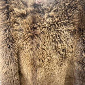 Buffalo hide custom cut
